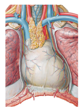 <ul><li><p>tough external layer, continuous with diaphragm, anchors and protects the heart</p></li></ul><p></p>