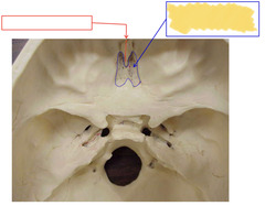 <p>Superior View of Base of Skull</p>