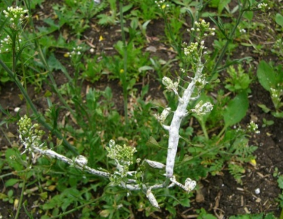 <p>Albugo candida - bela rja križnic (plešec) (rod Albugo) </p>