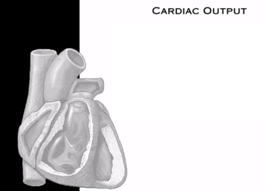 <p><span>Cardiac output is directly related to ________________ rate and ________________ volume.</span></p>