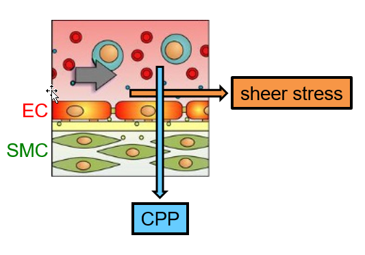 <p>Cerebral pressure autoregulation</p><ul><li><p>maintains constant CBF in the ~70-150 mm Hg MAP range.</p></li><li><p>Mech:</p><ul><li><p>SMC + EC →  "mechanical sensors" for CPP + Sheer Stress Sensor</p><ul><li><p>Increases = Vasoconstriction → Increases CVR → Reduces CBF </p></li></ul></li></ul></li></ul><p></p>