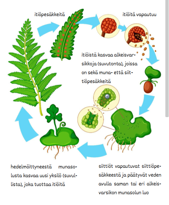 <ul><li><p>Aikuisen saniaisen lehtien alapinnalla on <strong>itiöpesäkkeitä</strong>.</p></li><li><p>Itiöpesäkkeistä vapautuu <strong>itiöitä</strong>.</p></li><li><p>Itiö itää ja siitä kasvaa <strong>alkeisvarsi</strong>.</p></li><li><p>Alkeisvarteen muodostuu <strong>munasoluja ja siittiöitä</strong>.</p></li><li><p><strong>Siittiö ui vedessä munasolun luo</strong> ja hedelmöittää sen.</p></li><li><p>Hedelmöittyneestä munasolusta kasvaa <strong>uusi saniainen</strong>, joka muodostaa taas itiöitä.</p></li></ul><p></p>