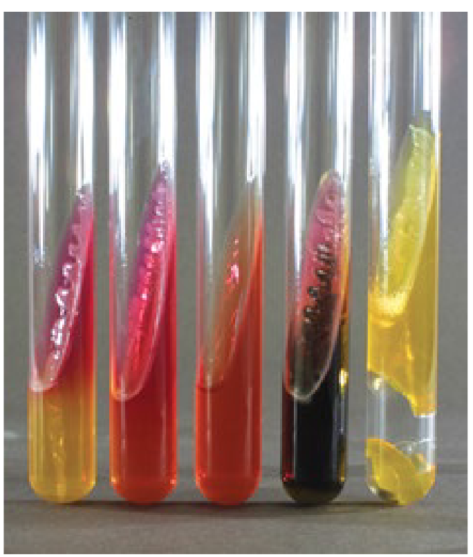 <p>KIA test uses _____ agar</p>