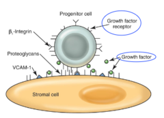 <p>glycoproteins - promote hematopoietic cell proliferation, maturation & survival</p><p>-produced in the marrow (paracrine and autocrine) and/or by cells in peripheral tissues (endocrine) </p><p>i.e. cytokines such as colony stimulating factors (CSFs), interleukins, and "-poietins"</p><p>hematopoietic cells must have appropriate surface receptor to respond to a specific growth factor</p>
