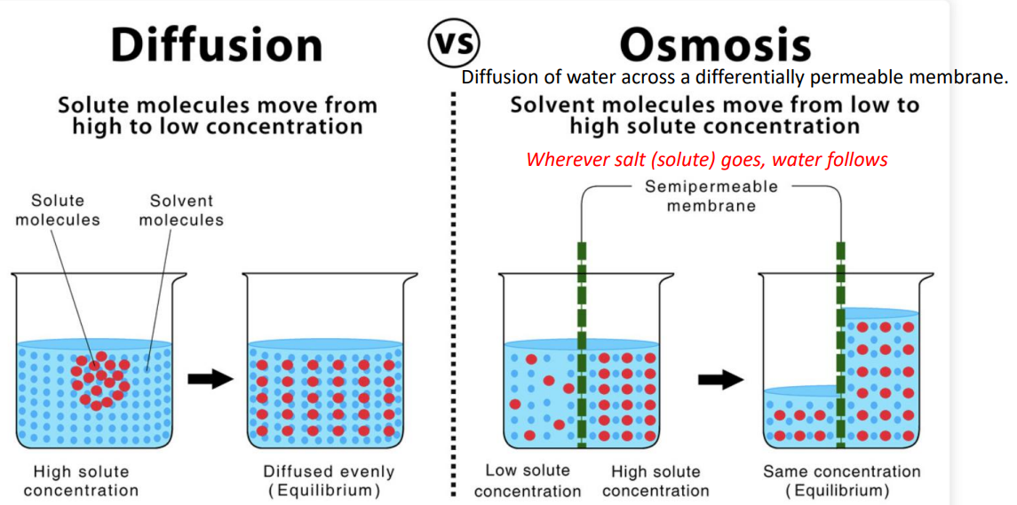 <p>Osmosis is the movement of <strong>water </strong>across a semipermeable membrane from an area of lower solute concentration to an area of higher solute concentration.</p>