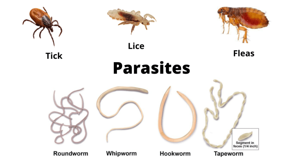 <p>A type of symbiotic relationship where one organism, the parasite, benefits at the expense of another organism, the host, often harming it in the process. </p>