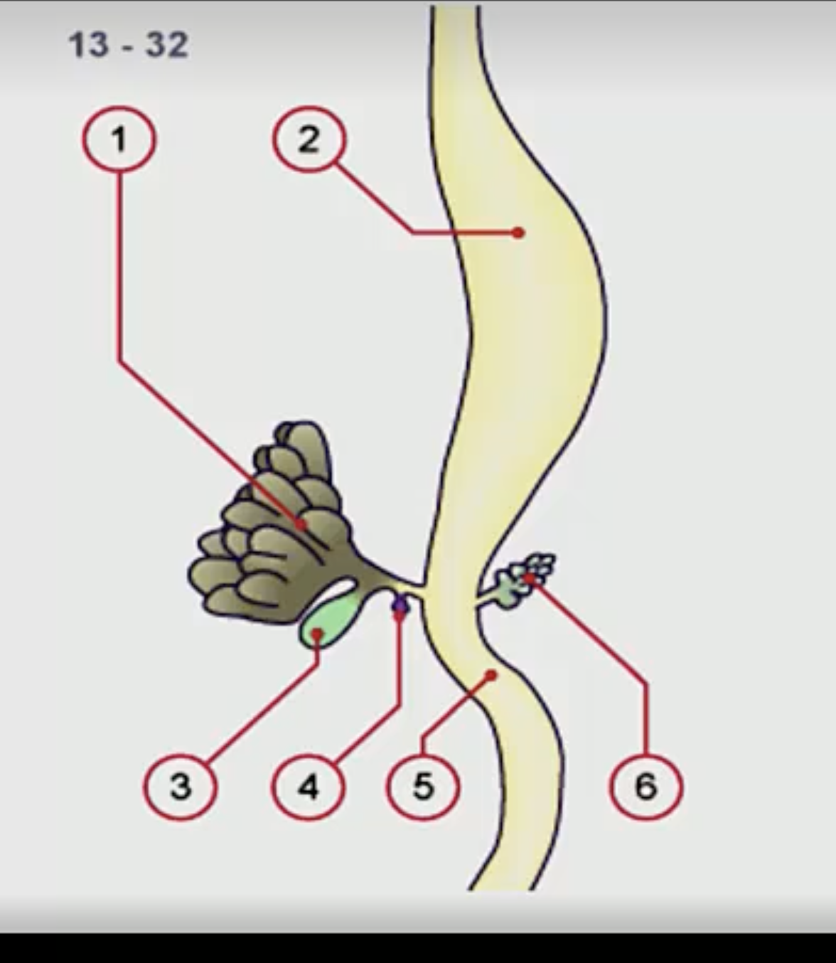 <p>What is 1, 2, 4, and 6?</p>