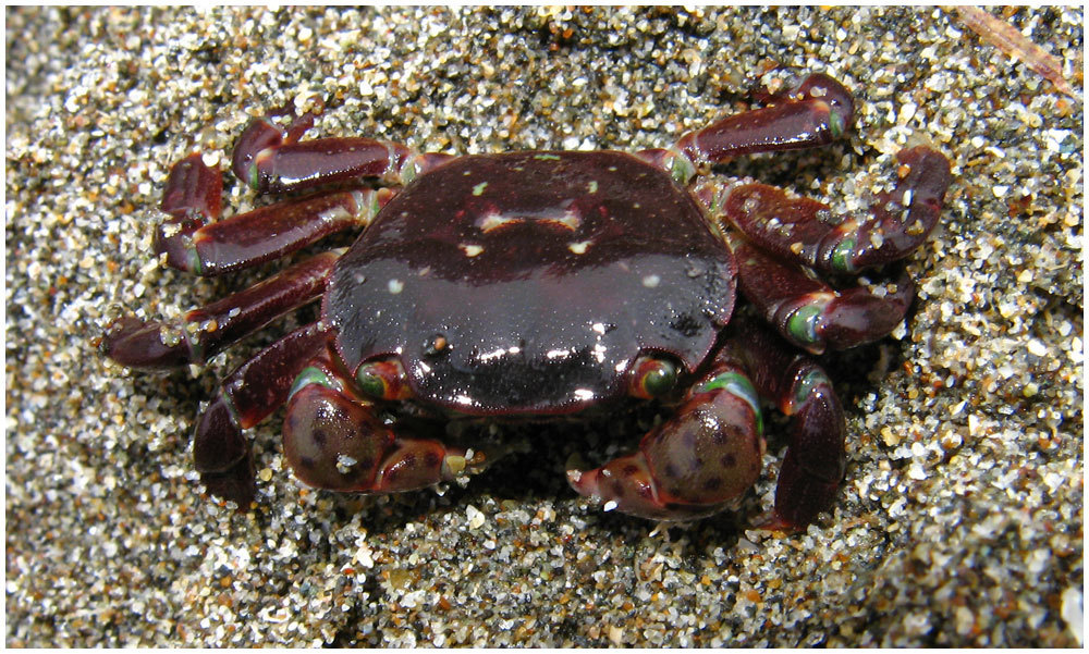<p>Purple Shore Crab</p>