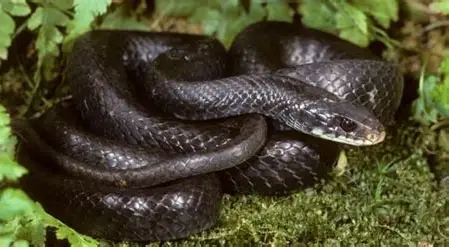 <p>What Reptile is this?</p>