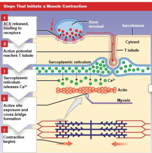 <p>What steps are involved in the initiation of muscle contraction?</p>