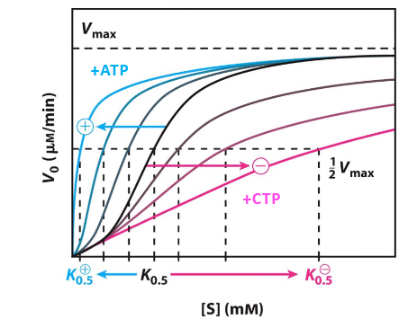 <ul><li><p>ATP positively modulates and promotes R state even at lower [S]</p></li></ul><ul><li><p>CTP negatively modulates and promotes T state even at high [S]</p></li></ul><p></p>