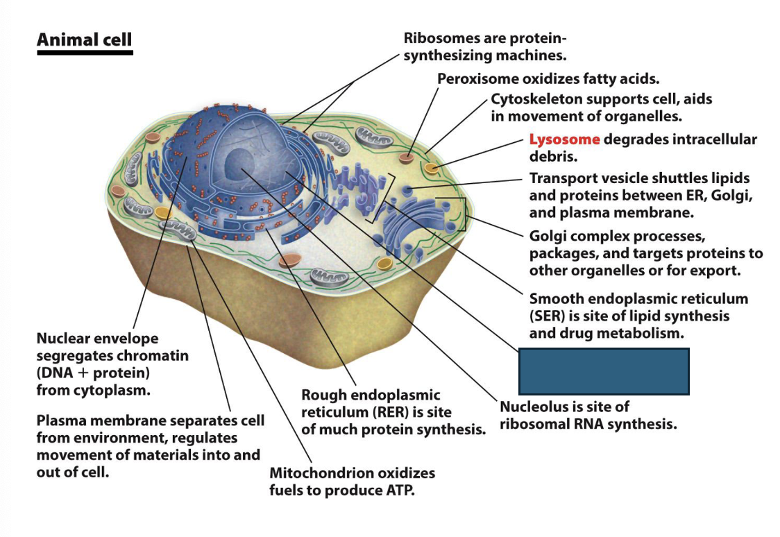 term image