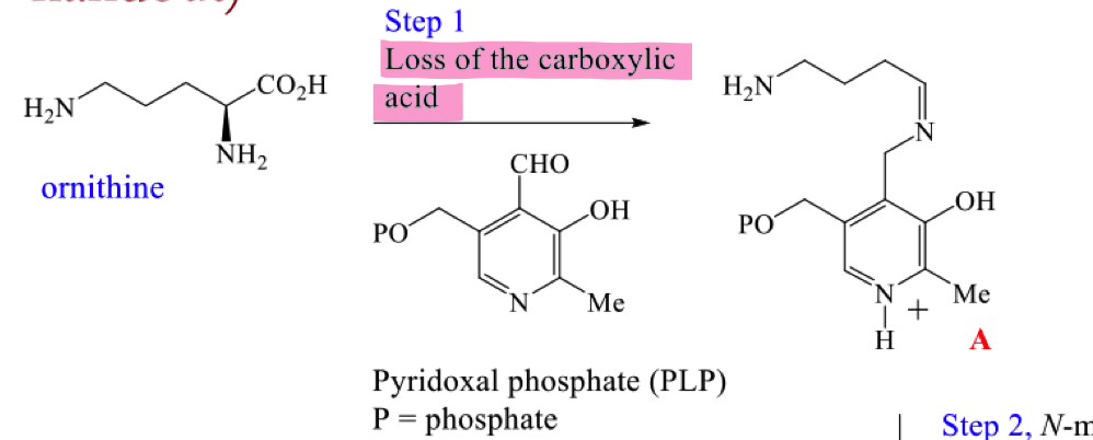 <p>Draw the mechanism for the first step of the biosynthetic pathway to hygrine</p>