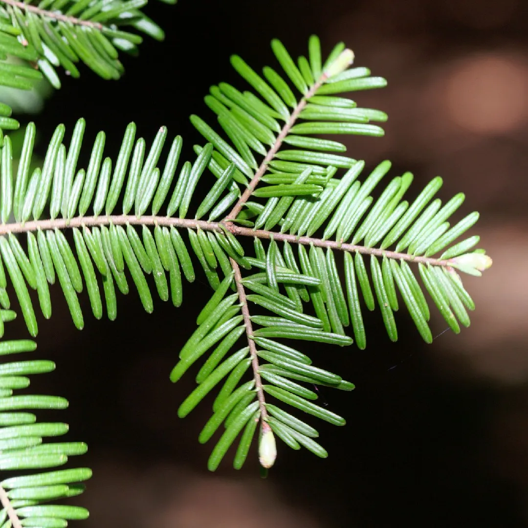 <p>Cones upright and fall apart leaving center still on tree. Needles like a grand piano. Needles can not be rolled between fingers. </p>