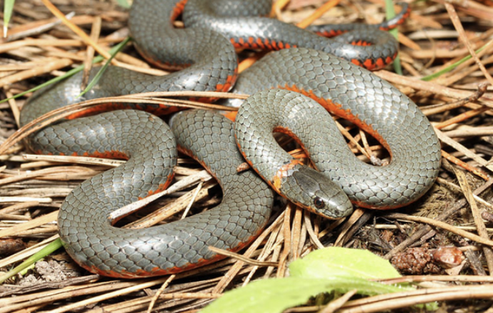 <p>Venomous! But harmless to humans due to being rear-fanged</p>
