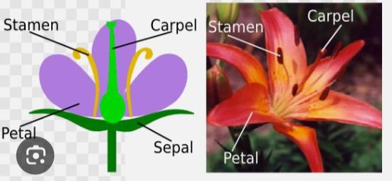 <p>Archaeplastida: Plantae: Tracheophyta: Spermatophyta: <strong>Angiospermae (3: life cycle: stamen & carpel ) </strong></p>