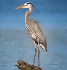 <p>Species, family, order?</p>