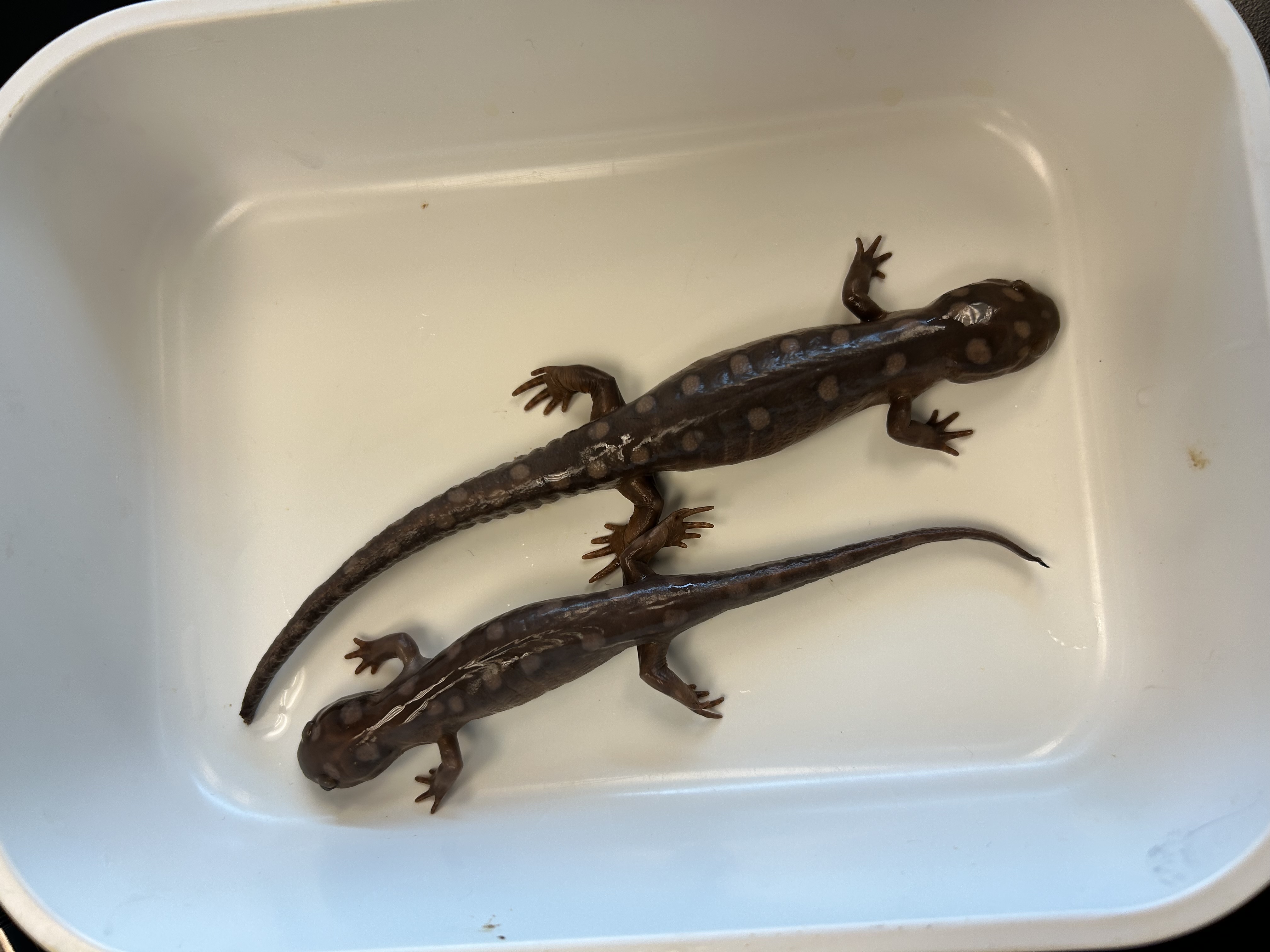 <p>-spotted salamander</p><p>-Western to central</p>