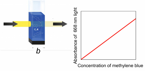 <ul><li><p>A = log(P0/P) = εbc (molar absorptivity (L mol-1 cm-1) x path length of cuvette (cm) x concentration (M)</p></li><li><p>T = P/P0 = 10^-A = 10^-εbc </p></li><li><p>if sample has a well-defined path length, there is <strong>linear dependence of absorbance on concentration at a given wavelength</strong>, and we can quantify concentration (there are limitations though)</p></li></ul><p></p>