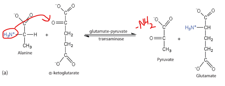 <p>The structural difference between an alpha keto acid and the amino acid counterpart allows it to have profound metabolic implications, as it allows for the reversible interconversion between amino acids and TCA cycle intermediates.</p><p>What is an example of this using alanine </p>