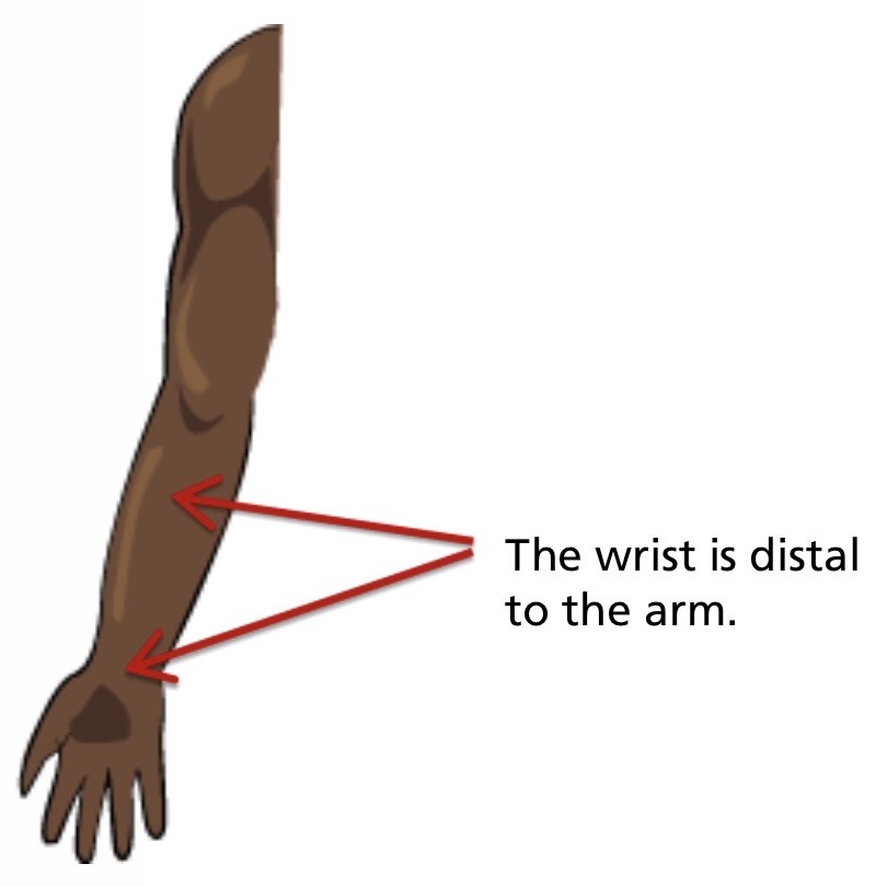 <p>Distal</p>