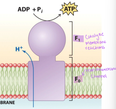 <p>what are the components of ATP synthase</p>