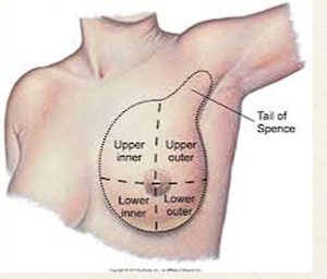 <ul><li><p>Sternum to mid axillary line</p><ul><li><p>axillary tail/ tail of spence</p></li></ul></li><li><p>Clavicle to 5th-6th intercostal space</p></li></ul><p></p>