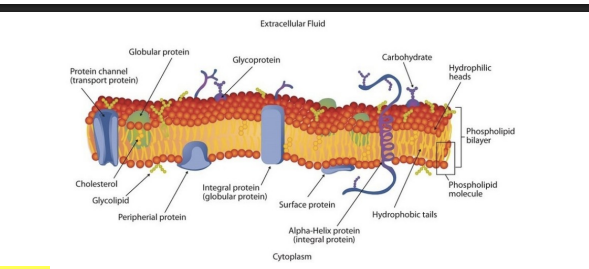 <p>Contains two layers</p><p>The Hydrophilic layers are facing the outside</p><p>The hydrophobic layers are facing inside </p>