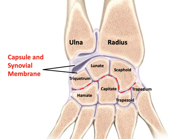 <p>Attaches:<br>- from the distal radius and ulna<br>- to the dorsal and palmar sides of the scaphoid, lunate and triquetrum </p>