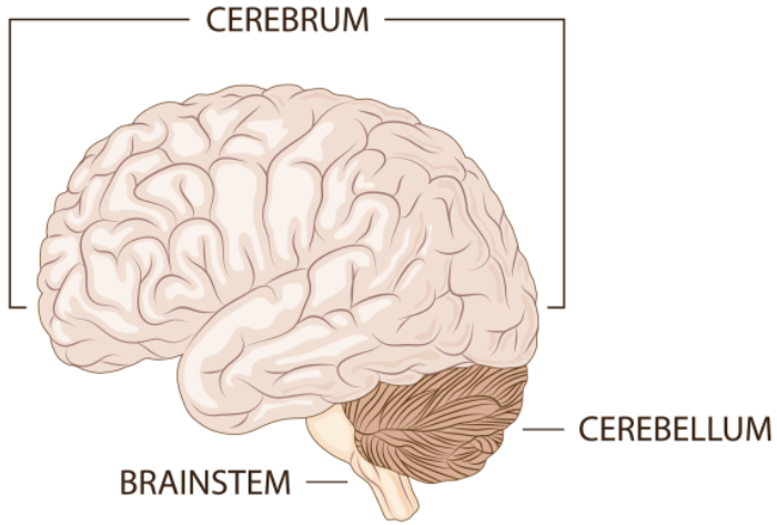 <ul><li><p>Cerebrum (Higher functions and cognition)</p></li><li><p>Cerebellum (Coordination, balance, fine motor skills)</p></li><li><p>Brain stem (life support functions, PNS, CNS)</p></li></ul><p></p>