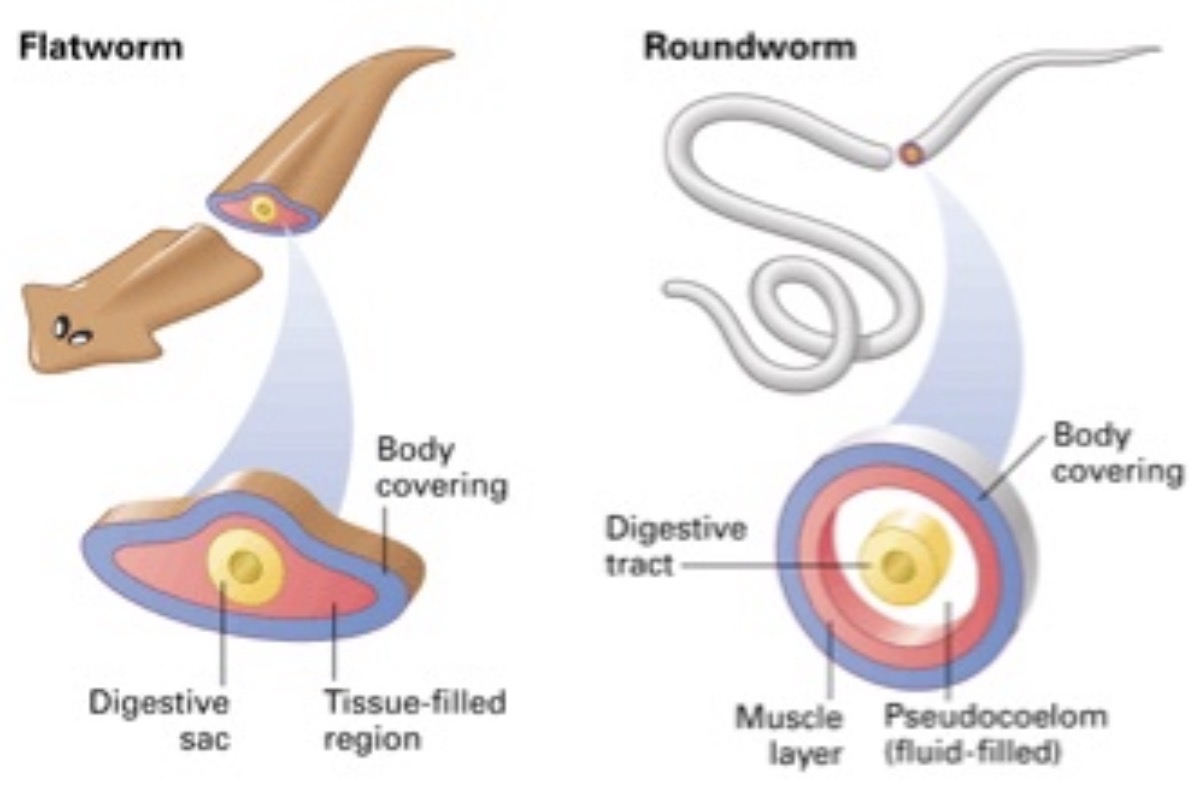 <p>Flatworms are dorsoventrally flattened, acoelomate (no body cavity), and have an incomplete gut (one opening), whereas roundworms are cylindrical, pseudocoelomate (fluid-filled body cavity), and have a complete digestive tract (two openings)<span><span>.&nbsp;Flatworms (Platyhelminthes) move primarily by gliding using cilia on a mucus trail or by undulating muscular waves, while roundworms (Nematodes) move exclusively by thrashing or wiggling using longitudinal muscles</span></span></p>