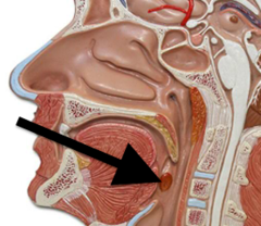 <p>back of the mouth</p>