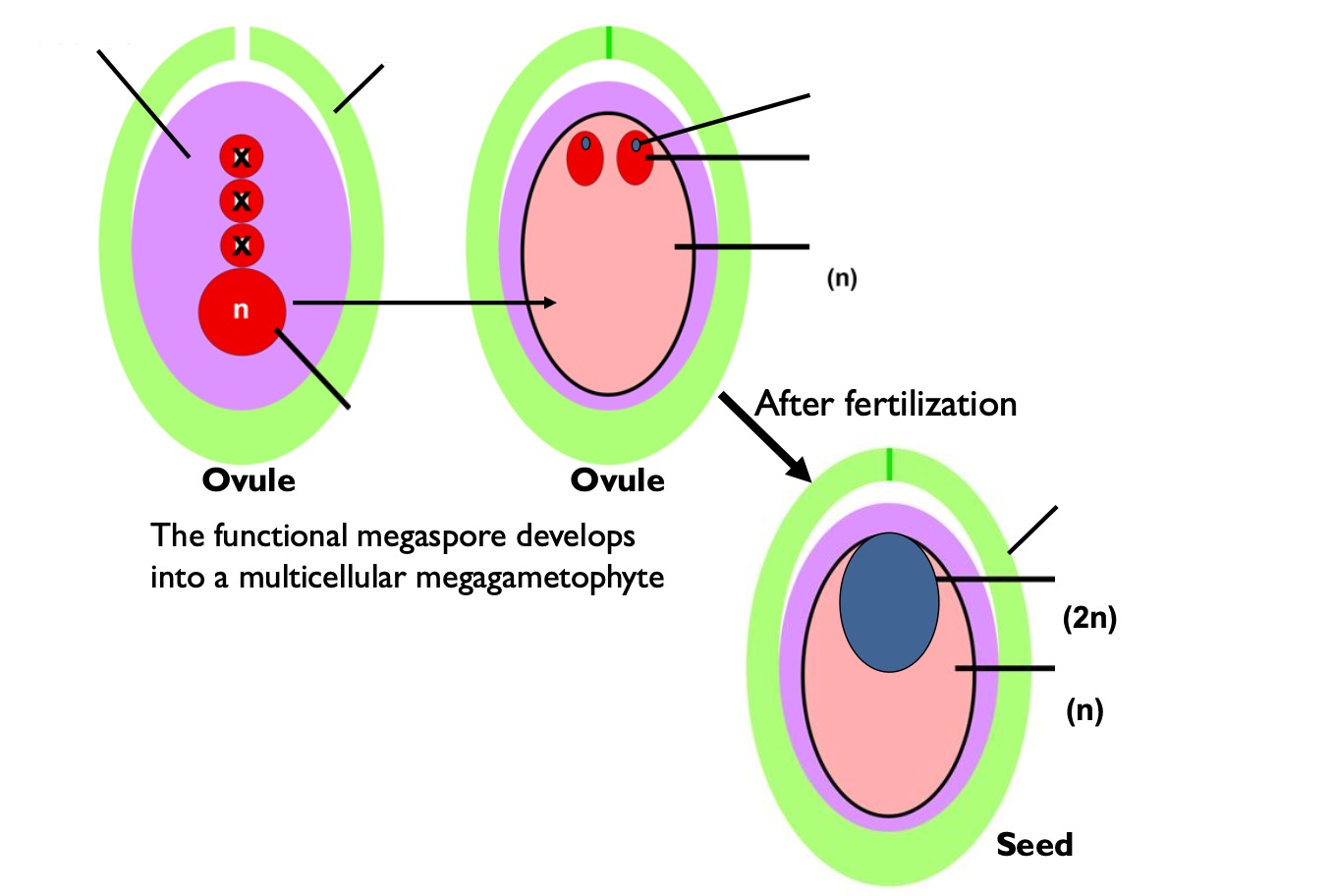 <p>Label the structures of a gymnosperm seed.</p>