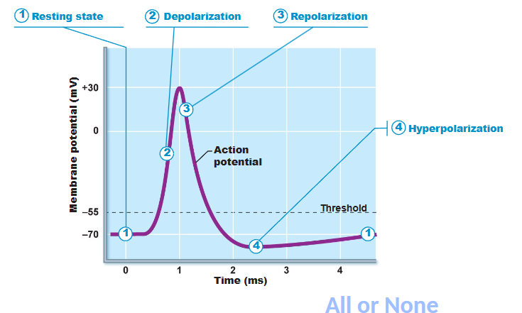 <p>K+ channels remain open for too long → too much K+ leaves so membrane potential is more negative than resting 70 mV</p>