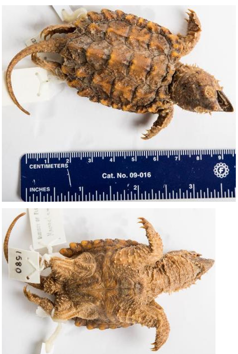 <p>Suwannee Alligator Snapping Turtle order & suborder</p>