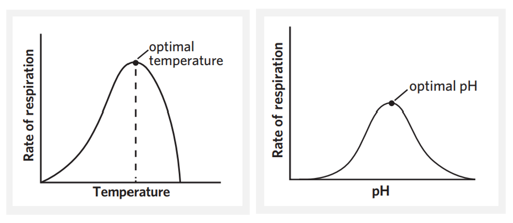 <ul><li><p>(CRR = cellular respiration rate)</p></li><li><p>enzymes are catalysts that speed up reactions and they are essential in cellular respiration → the factors that affect enzyme function also affect CRR</p></li></ul><p>temperature</p><ul><li><p>enzymes each have an optimal temperature at which their function is maximised. therefore, CRR is highest when the temperature aligns with the enzyme’s optimal temperature</p></li><li><p>below optimal temperature - enzymes + substrates have less kinetic energy → less successful collisions → slower CRR</p></li><li><p>above optimal temperature - enzymes begin to denature + CRR drops rapidly due to loss of enzyme function</p></li></ul><p>pH</p><ul><li><p>enzymes also have an optimal pH. in order to function at all, they must be pretty close to this pH, however it’s function is also maximised at the exact optimal pH → CRR is highest at enzymes’ optimal pH</p></li><li><p>above + below optimal pH - enzymes begin to denature</p></li></ul><p></p>