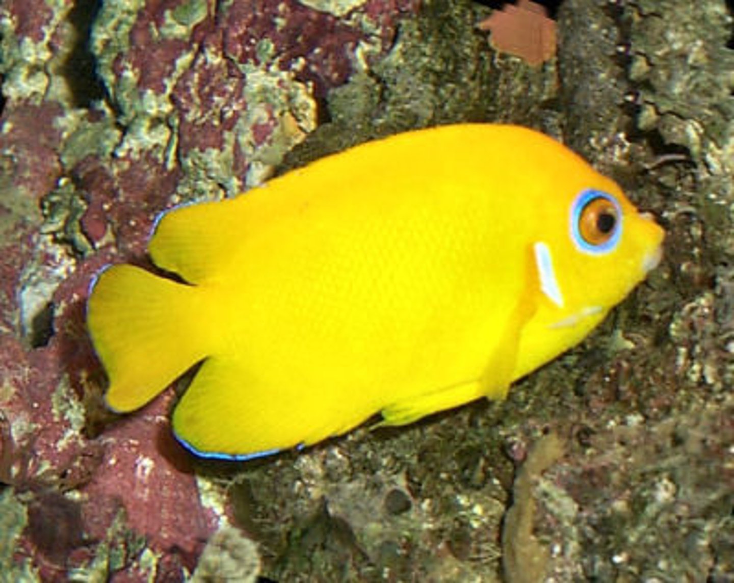 <p>Centropyge flavissima</p>