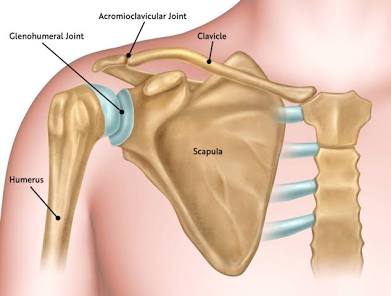 <p>Scapula </p>