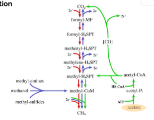<ol><li><p>Hydrogenotrophic</p></li><li><p>Methylotrophic</p></li><li><p>Acetoclastic</p></li></ol><p></p>