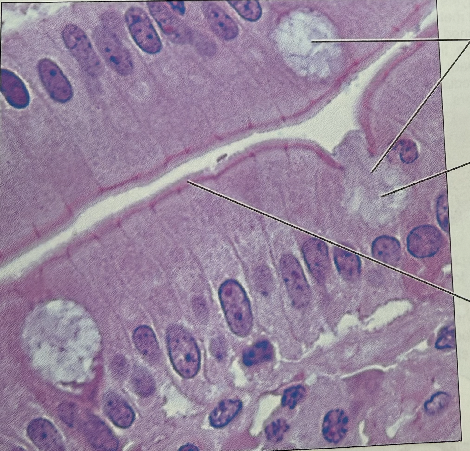 <p>where in the body is this tissue found</p>