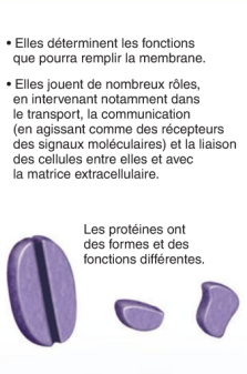 <p>Incorporées dans la paroi ont la capacité de changer de forme si elles sont sujettes à une stimulation électrique ou chimique.</p><p>Celles qui laissent passer des ions s’appellent des canaux ioniques, permettent une perméabilité sélective de la membrane.</p><p>3 mécanismes</p><ul><li><p>Diffusion simple</p></li><li><p>Diffusion facilitée : par transporteur par canaux</p></li><li><p>Osmose (aquaporine)</p></li></ul><p></p>