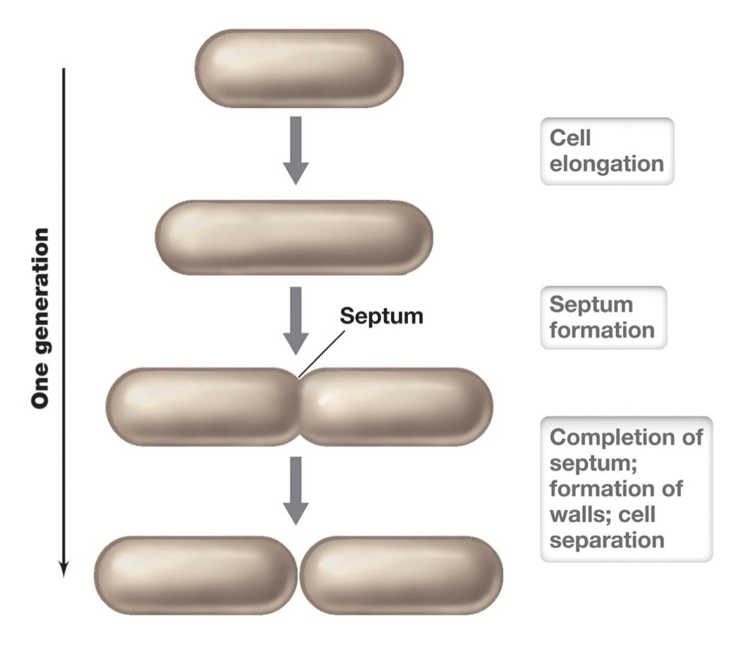 <p>Growth → increase in # of cells</p><ul><li><p>Binary Fission → cell division following enlargement of a cell to twice original size</p></li></ul><p>Septum → partition between dividing cells, pinches off between 2 daughter cells</p><p>Generation (doubling) time → time req for cells to double in #</p><ul><li><p>EX: E. Coli → 20 min</p></li></ul><p></p><p><strong><u>Microbial Growth Cycle</u></strong></p><ul><li><p>Batch culture → closed-system microbial culture of fixed volume</p><ul><li><p>Typical growth curve:</p><ul><li><p>lag phase → time needed for biosynthesis of new enzymes</p></li><li><p>exponential/growth phase (shortest time) → doubling population @ regular intervals, GROWTH will continue until conditions can no longer sustain growth</p></li><li><p>stationary phase </p></li><li><p>decline/death phase (longest time)</p></li></ul></li><li><p>growth + stationary phase growth limited by nutrient depletion OR waste accumulation</p></li></ul></li></ul><p></p>