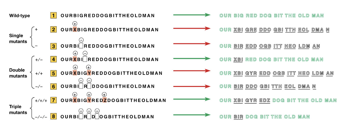 <p><span>• No revertant single mutants</span></p><p><span>• Revertant double mutants if the two mutations are opposite</span></p><p><span>• Revertant triple mutants only if all mutations are the same</span></p>