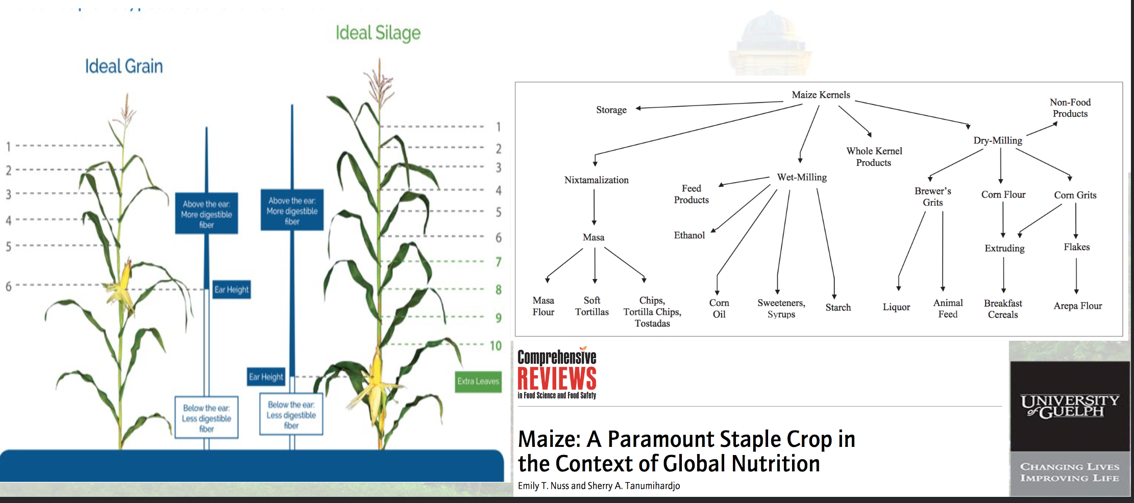<ul><li><p><span data-name="corn" data-type="emoji">🌽</span> <strong>Corn is highly versatile</strong> → can be processed into many different ingredients.</p></li><li><p><span data-name="test_tube" data-type="emoji">🧪</span> <strong>Starch extraction</strong> → corn starch is used as a <strong>thickener, stabilizer, and texture modifier</strong>.</p></li><li><p><span data-name="candy" data-type="emoji">🍬</span> <strong>Corn → corn syrup / high-fructose corn syrup</strong> → enzymes can convert corn starch into different sugars.</p></li><li><p><span data-name="canned_food" data-type="emoji">🥫</span> <strong>Food processing</strong> → scientists study how to process, preserve, modify, and safely use corn and its components.</p></li><li><p>Corn demonstrates food science in action: one crop can be processed and transformed into many different ingredients and foods through chemical, biological, and physical processes.</p></li></ul><p></p>