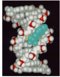 <p>De DNA-adduct (Het blauwe kader rechtsonder)</p><p>Het kader rechtsonder laat zien wat er gebeurt als BPDE de celkern binnendringt:</p><ul><li><p>Het BPDE-molecuul reageert direct met een <strong>guanine-base</strong> (een van de letters van de genetische code, de 'G') van het DNA.</p></li><li><p>Er wordt een permanente, sterke covalente binding gevormd tussen het DNA en de PAK. Dit chemische complex noem je een <strong>DNA-adduct</strong>.</p></li><li><p><strong>Het gevolg:</strong> Zo'n grote 'vlek' op het DNA blokkeert en vervormt de DNA-streng. Wanneer de cel zich wil delen en het DNA gaat kopiëren, kan de polymerase-eiwit de code niet meer goed lezen. Dit leidt tot fouten (mutaties). Als deze mutaties plaatsvinden in vitale genen (zoals tumor-suppressorgenen of oncogenen), kan dit het begin zijn van het ontstaan van kanker.</p></li></ul><p></p>