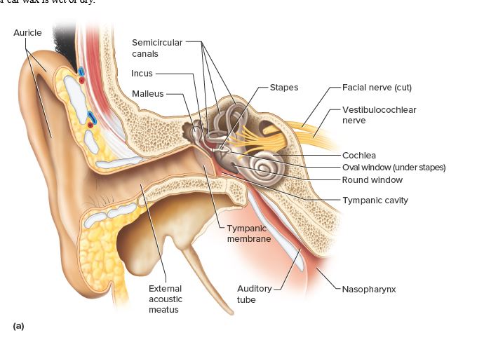 <p><span>Vestibulocochlear nerve</span></p>
