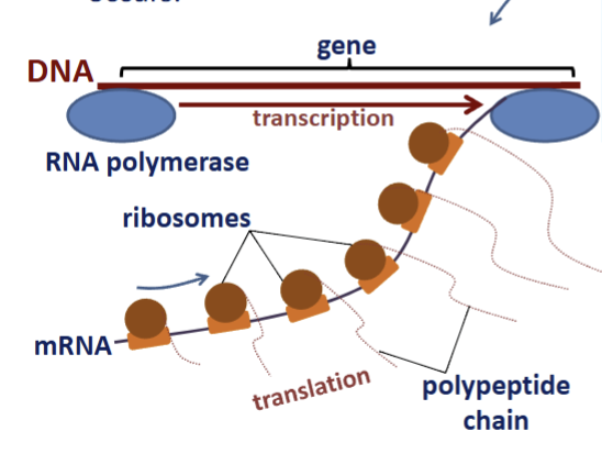 <p>functions in cytosol; synthesized at membrane directed by signal recognition particles</p>