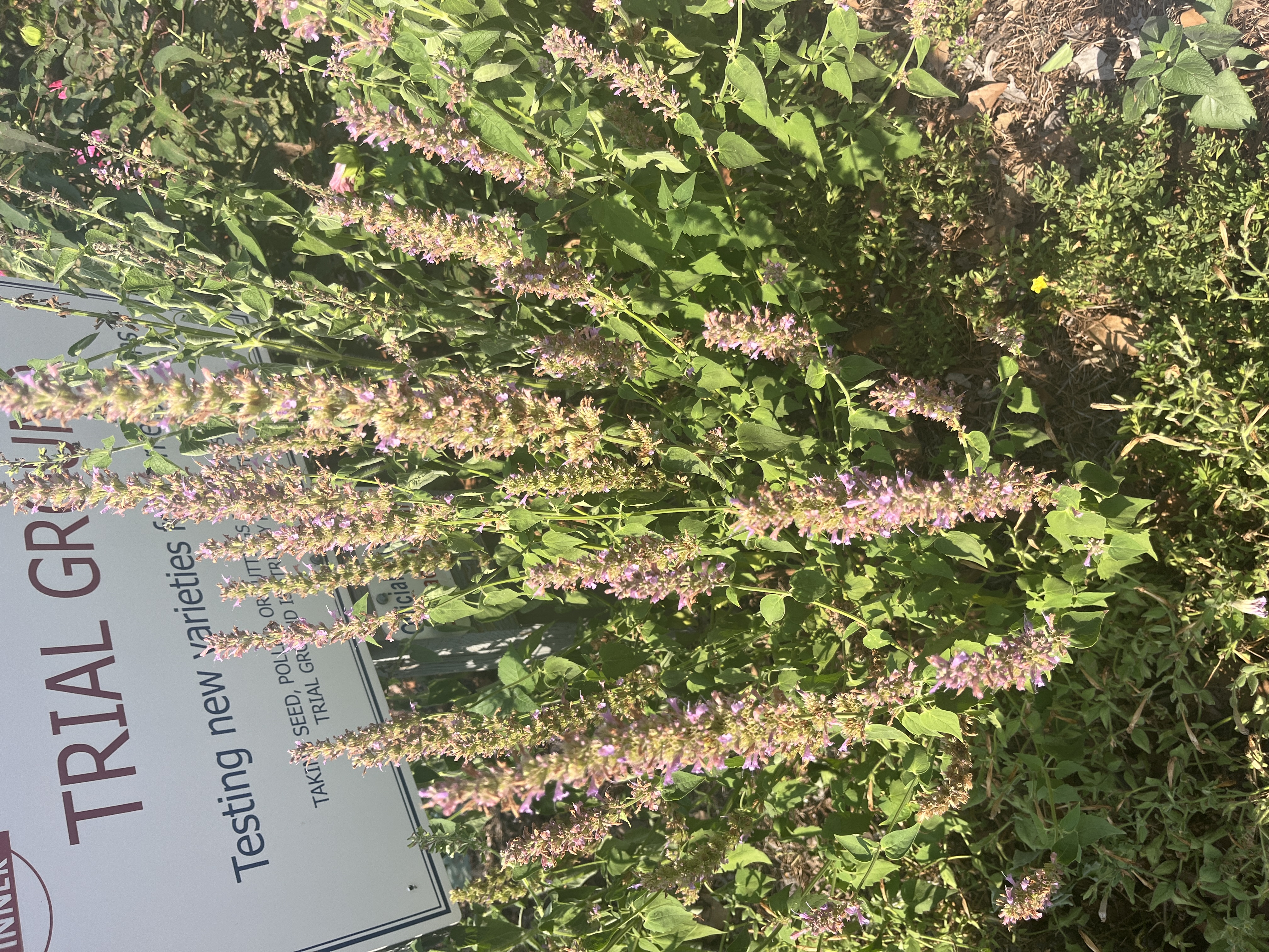 <p>Anise hyssop</p>