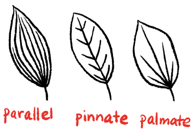 <p><strong>Pinnate venation</strong></p><p><strong>Secondary veins branch from one main midvein.</strong></p>