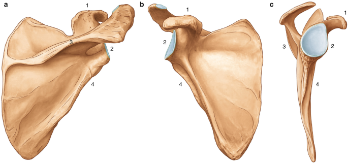 <p>name and side this bone</p>